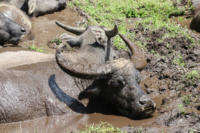 Two bulls cuddling in mud bath, next to green grass and other bulls in mud baths