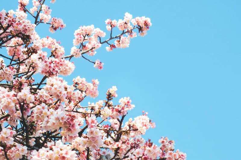 Pink cherry blossoms blooming, bright blue sky in the background