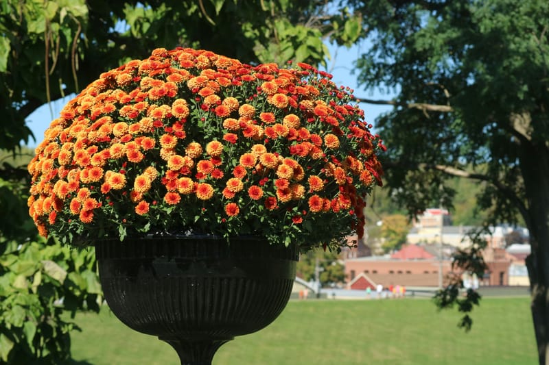 Image of green grass and a bouquet of orange flowers